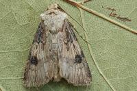 Agrotis puta
