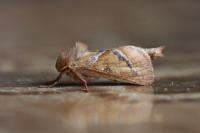 Triodia sylvina