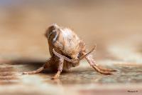 Triodia sylvina