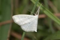 Scopula immutata