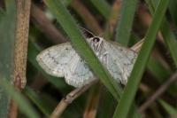 Scopula immutata