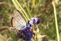 Aricia agestis