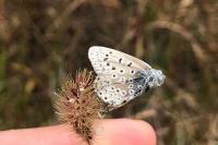 Polyommatus icarus