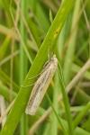 Agriphila selasella