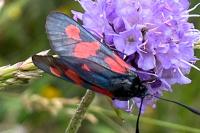 Zygaena trifolii