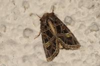 Leucochlaena oditis
