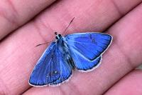 Polyommatus