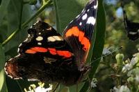 Vanessa atalanta