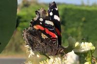 Vanessa atalanta