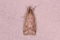 Eudonia pallida