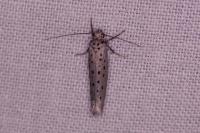 Yponomeuta sedella