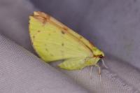 Opisthograptis luteolata