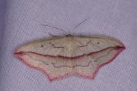 Timandra comae