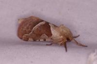 Triodia sylvina