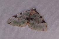 Colostygia pectinataria