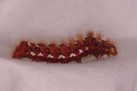 Acronicta rumicis
