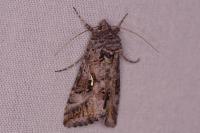Autographa gamma