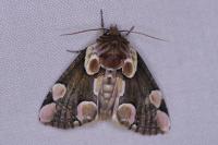 Thyatira batis
