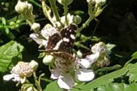 Araschnia levana