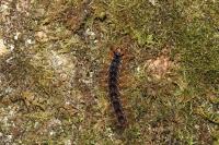 Lymantria dispar