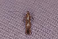 Calybites phasianipennella