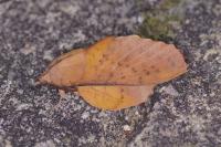 Gastropacha populifolia