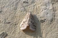 Parapoynx stratiotata