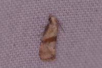 Cochylidia implicitana