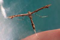 Amblyptilia acanthadactyla