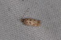 Borkhausenia nefrax