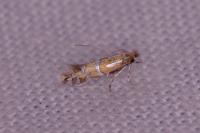 Phyllonorycter insignitella