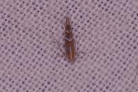 Phyllonorycter insignitella