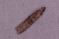 Nephopterix angustella