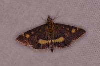 Pyrausta aurata