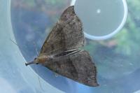 Hypena proboscidalis