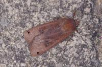 Noctua pronuba