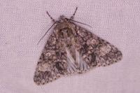 Acronicta megacephala