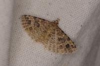 Alucita hexadactyla