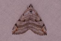 Aplocera plagiata