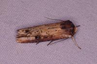 Axylia putris