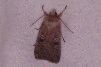 Xestia xanthographa