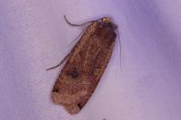 Noctua pronuba