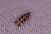Bryotropha domestica