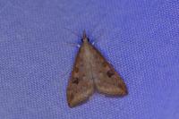 Udea ferrugalis