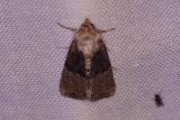 Mesoligia furuncula