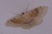 Idaea degeneraria