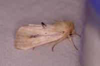 Sesamia nonagrioides