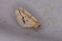 Aspitates ochrearia