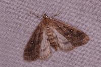 Parapoynx stratiotata