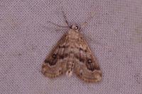 Parapoynx stratiotata